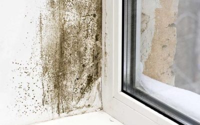 Spotting the Difference: Mold vs. Mildew on Your Roof